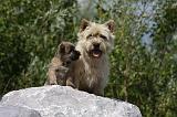 CAIRN TERRIER 437